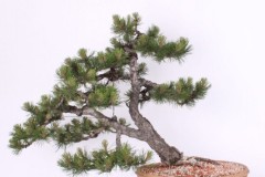 Lubomir-Peresleny-Borovica-cierna-IMG_9419
