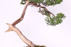 Lubos-Spalek-Borievka-Virginska-IMG_9426
