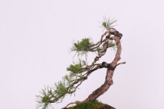 Lubos-Spalek-Borovica-lesna-IMG_9414