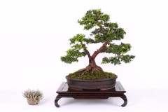 Magdalena-Hojstricova-Tis-japonsky-IMG_9528