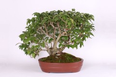 Maros-Belan-Drien-obycajny-IMG_9402