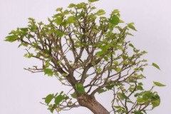 Maros-Belan-Lipa-malolista-IMG_9478