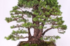 Milan-Roskos-Borovica-japonska-IMG_9382