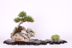 Milan-Roskos-borovica-horska-shohin-IMG_9461