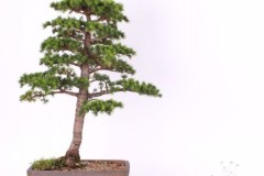 Viera-Hojstricova-Ceder-libanonsky-IMG_9584