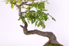 Viliam-Kovac-Dub-zimny-IMG_9378