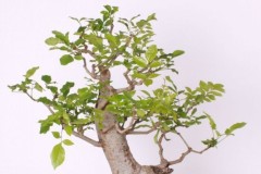 Viliam-Kovac-Jasen-stihly-IMG_9444