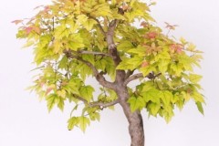 Viliam-Kovac-Javor-ohnivy-IMG_9518
