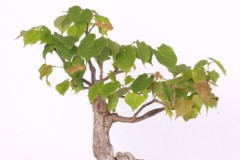 Viliam-Kovac-Lipa-obycajna-IMG_9454