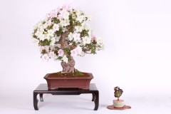Vladimir-Krisko-Azalka-rhododendron-IMG_9399