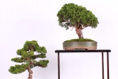 Vladimir-Krisko-bonsai-trio-IMG_9606