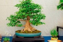 Milos-Trpak-Acer-buergerianum