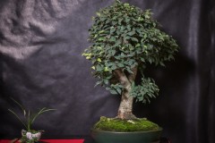 ABA1245
