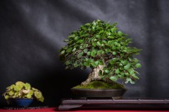 ABA1282