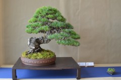 labun-parviflora