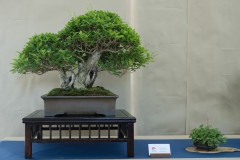 moravcik-ligustrum