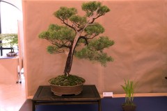 DSF1353