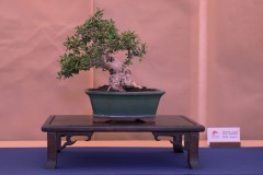 DSF1359