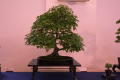 DSF1365